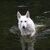 Zwitserse Witte Herder Zwitserse Witte Herder