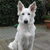 Zwitserse Witte Herder