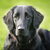 Flat Coated Retriever Flat Coated Retriever