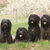 Schapendoes Schapendoes