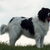 Landseer