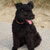 Pumi