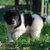 Landseer