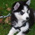 Siberische Husky Siberische Husky