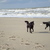 Flat Coated Retriever Flat Coated Retriever