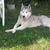 Siberische Husky
