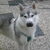Siberische Husky