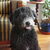 Pumi Pumi