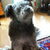 Pumi Pumi