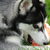 Siberische Husky Siberische Husky