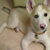 Siberische Husky Siberische Husky