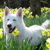 Zwitserse Witte Herder Zwitserse Witte Herder