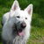 Zwitserse Witte Herder