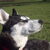 Siberische Husky Siberische Husky