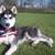 Siberische Husky