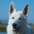 Zwitserse Witte Herder