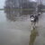 Siberische Husky Siberische Husky