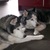 Siberische Husky
