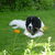 Landseer