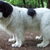 Landseer
