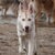 Siberische Husky Siberische Husky
