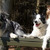 Around Tjopp's Border Collies Around Tjopp's Border Collies