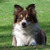 Around Tjopp's Border Collies Around Tjopp's Border Collies