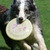 Around Tjopp's Border Collies Around Tjopp's Border Collies