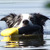 Around Tjopp's Border Collies Around Tjopp's Border Collies