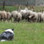 Around Tjopp's Border Collies Around Tjopp's Border Collies