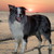 Around Tjopp's Border Collies Around Tjopp's Border Collies