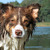 Around Tjopp's Border Collies Around Tjopp's Border Collies