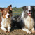 Around Tjopp's Border Collies Around Tjopp's Border Collies