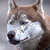 zepapa's siberian huskies