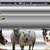 Working Border Collies Home of Border Dreams Working Border Collies Home of Border Dreams
