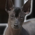 Chien Noble, Perro sin pelo del Perú