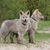 Kennel van Meisels Stee