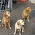 Golden Retriever Kennel AROHA WAI