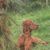 Nemzet Kincse, Magyar Vizsla Kennel