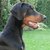 Dobermann kennel von Apoldastamm