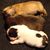 Franse Bulldogkennel van Salubaro
