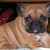 Franse Bulldogkennel van Salubaro