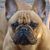 Franse Bulldogkennel van Salubaro
