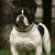 Franse Bulldogkennel van Salubaro