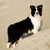 thatstheone bordercollies thatstheone bordercollies