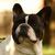 Franse Bulldogkennel van Salubaro