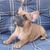 Franse Bulldogkennel van Salubaro
