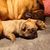 Franse Bulldogkennel van Salubaro