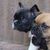 Franse Bulldogkennel van Salubaro