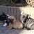 Franse Bulldogkennel van Salubaro